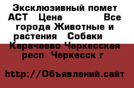 Эксклюзивный помет АСТ › Цена ­ 30 000 - Все города Животные и растения » Собаки   . Карачаево-Черкесская респ.,Черкесск г.
